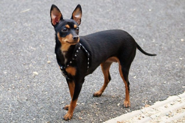 The Prague Ratter: a small but lively companion – Czech & Slovak Leaders