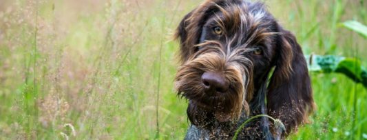 Bohemian Wire-Haired Pointing Griffon