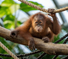 KAWI SLAVÍ DRUHÉ NAROZENINY. ORANGUTANÍ MLÁDĚ PROSPÍVÁ A JE NADĚJÍ PRO SVŮJ DRUH