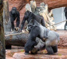 GORILÍ RODINA V ZOO PRAHA JE POHROMADĚ. NOVÁČCI SE SPOJILI SE ZBYTKEM SKUPINY