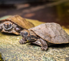 V ZOO PRAHA SE LÍHNOU ZÁHADNÉ ŽELVY