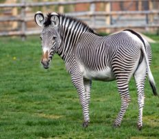 ZOO PRAHA PŘEDSTAVUJE ZVÍŘECÍ SIROTKY