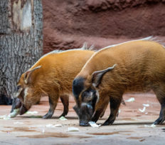 V ZOO PRAHA NYNÍ UVIDÍTE CHARISMATICKÉ ŠTĚTKOUNY