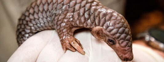 FIRST IN EUROPE! PANGOLIN PUP WAS BORN IN THE PRAGUE ZOO