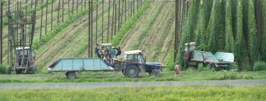 “It’s the king of strains”: Žatec hops make UNESCO list