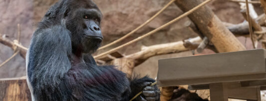 WORLD GORILLA DAY AND CELEBRATION OF 60 YEARS OF GORILLA BREEDING IN THE PRAGUE ZOO