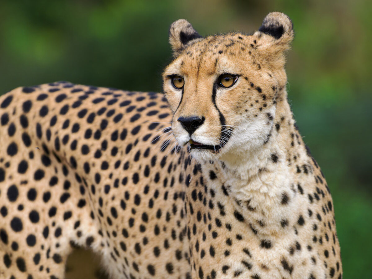 チータ　Cheetah Foto-1_Z09_9377_export-