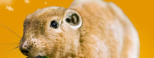 Adopt Me! – ANIMAL ORPHANS 2023