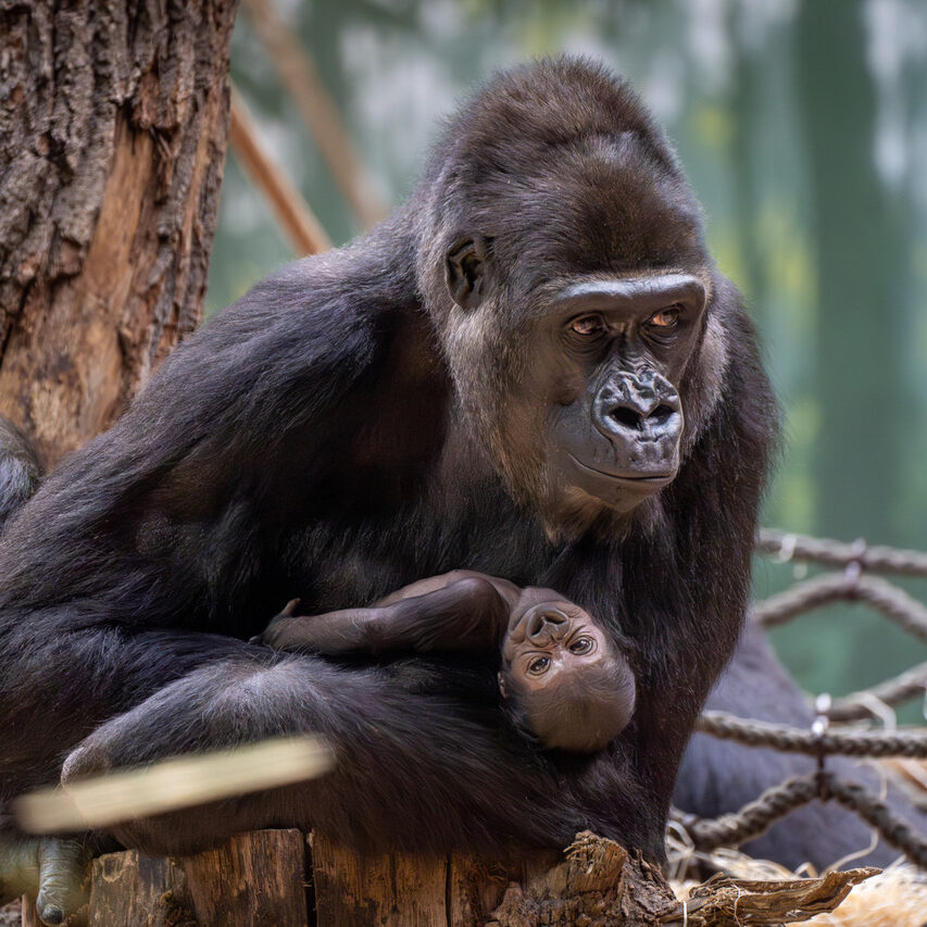 THE FIRST YOUNG GORILLA AT THE DJA RESERVE IS A FEMALE. THE PUBLIC