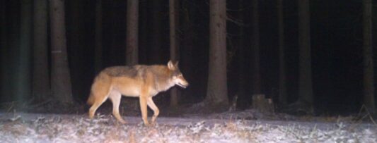 Project studies impact of wolves on Šumava forest regeneration