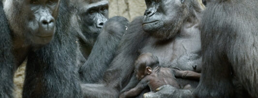TWO GORILLA BABIES: MOBI IS GETTING TO HIS FEET AND THE NEW YOUNG ARE TAKING CARE OF BY A NURSERY