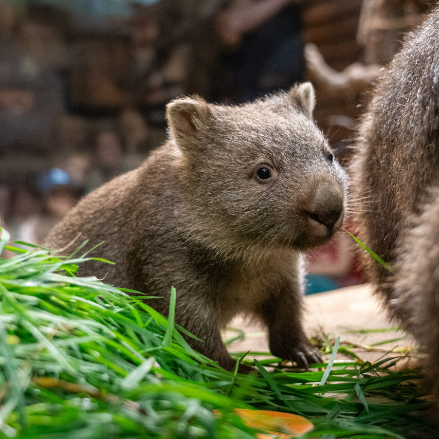 Foto-1_DSC09718_export-854x854