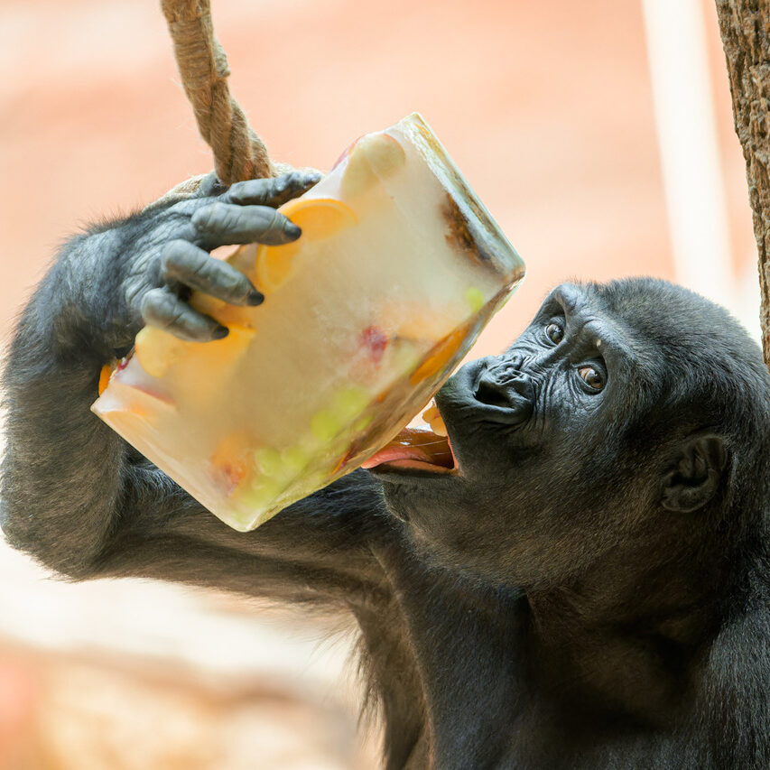 ICE CREAM SATURDAY AT ZOO PRAGUE | Czech & Slovak Leaders