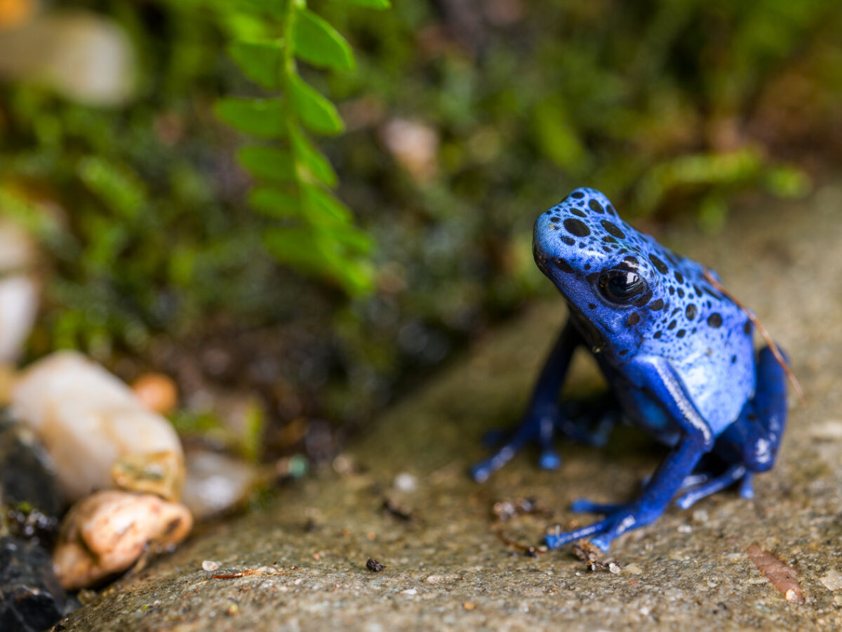 THE LAST CHANCE TO SEE THE POISONOUS BEAUTY | Czech & Slovak Leaders