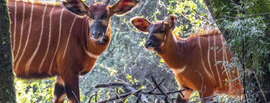BONGO DAY AND CHILDREN’S DAY AT PRAGUE ZOO