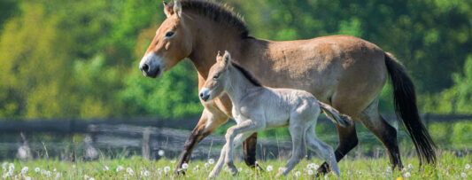 BABYBOOM OF PŘEVALSKY HORSE FOALS