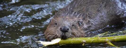 Beavers’ comeback: How a once-extinct species is reshaping the Czech landscape