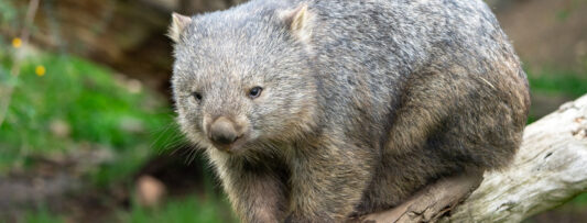 SATURDAY – DAY WITH WOMBATS AT PRAGUE ZOO
