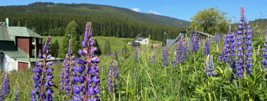 Krkonoše meadows threatened by invasive plant, park turns to public for help
