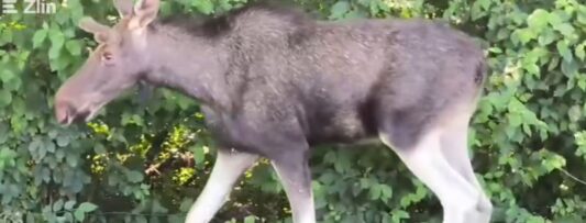 Moose on the loose: Rare animal spotted making its way through Czechia