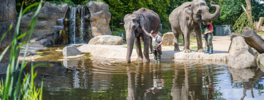 WEEKEND AT PRAGUE ZOO – WORLD ELEPHANT DAY CELEBRATED ON SATURDAY, SUNDAY WILL BE FOR THE LIONS