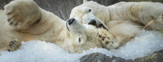 PRAGUE ZOO UNDER ICE. BEARS, TAKINIS OR KEA WILL GET REFRESHING ENRICHMENT T
