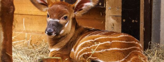 TWO OF THE WORLD’S MOST BEAUTIFUL ANTELOPES WERE BORN AT PRAGUE ZOO