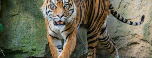 ACHILLES THE SUMATRA TIGER IS NEWLY AT PRAGUE ZOO