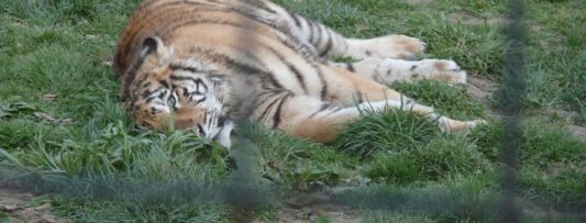 Tigers in Kletečná should be turned over to the state, Minister Hladík promises “tough action” against illegal breeders