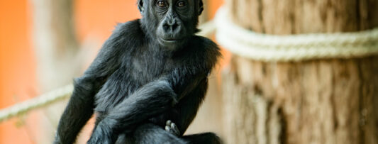 PRAGUE ZOO ANNIVERSARY CELEBRATION 2025
