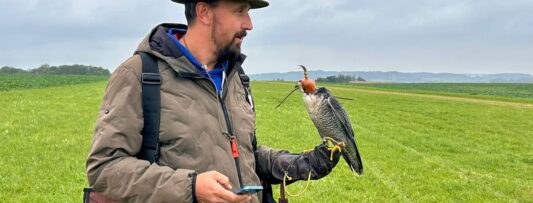 Falcons hunt bait carried by drones at Czech Falconry Festival