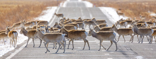 Picture of the day: Gazelles on the road