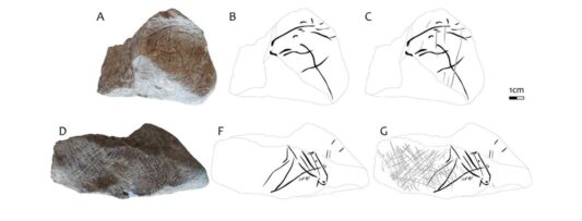 Ice Age horse engraving found in Moravian Karst cave challenges view of early European art