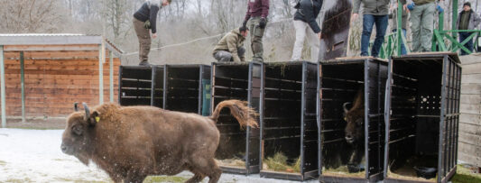 CZECH BISONS ARRIVED IN AZERBAIJAN