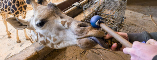 PRAGUE’S YOUNGEST GIRAFFE UNDERGOES VETERINARY TRAINING