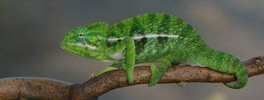 Unique breeding success: rare green chameleons hatch at Czech zoo