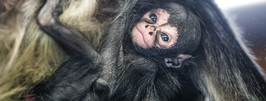 A “SPIDER MONKEY” WAS BORN AT THE PRAGUE ZOO
