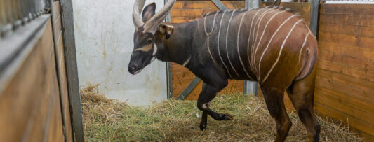 BONGOS FROM EUROPEAN ZOOS ARE HEADING TO THEIR HOMELAND IN KENYA