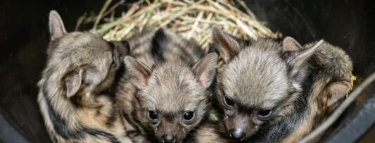 Rare aardwolf cubs born at Dvůr Králové Safari Park