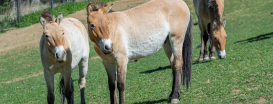 RETURN OF THE WILD HORSES 2026: THE PASSENGERS WILL FLY TO KAZAKHSTAN NEXT WEEK
