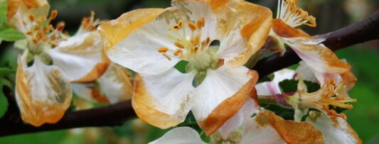 About half of the domestic harvest destroyed by spring frost, the cost will be significant