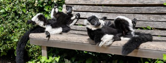 VARI AND KATA. TWO SPECIES NOW LIVE TOGETHER ON THE ISLAND OF LEMUR AT PRAGUE ZOO