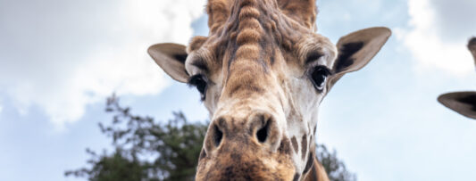 A BREEDING MALE GIRAFFE ARRIVES AT PRAGUE ZOO