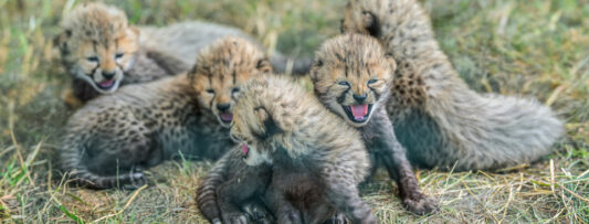 Cheetah cubs were born at Prague Zoo
