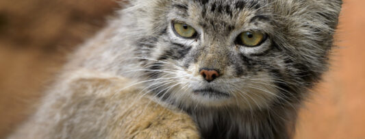 HOLIDAY DISCOUNT: EVENING IN PRAGUE ZOO FOR ONE HUNDRED