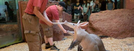 INSECTIVITY WEEKEND AT PRAGUE ZOO