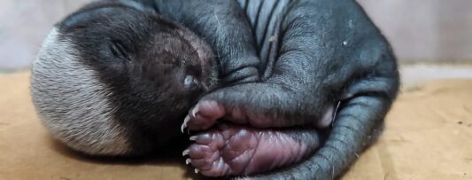 Fourth Cape honey badger cub born at Dvůr Králové Safari Park