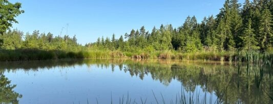 Turning the tide: How man-made forest ponds are bringing water back to the landscape