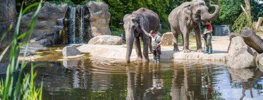 WORLD ELEPHANT DAY AT THE PRAGUE ZOO