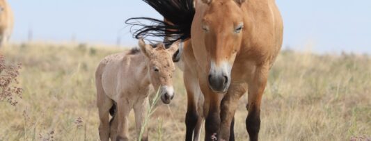 After hundreds of years, the first Przewalski’s Horse Foal has been born in KAZAKHSTAN